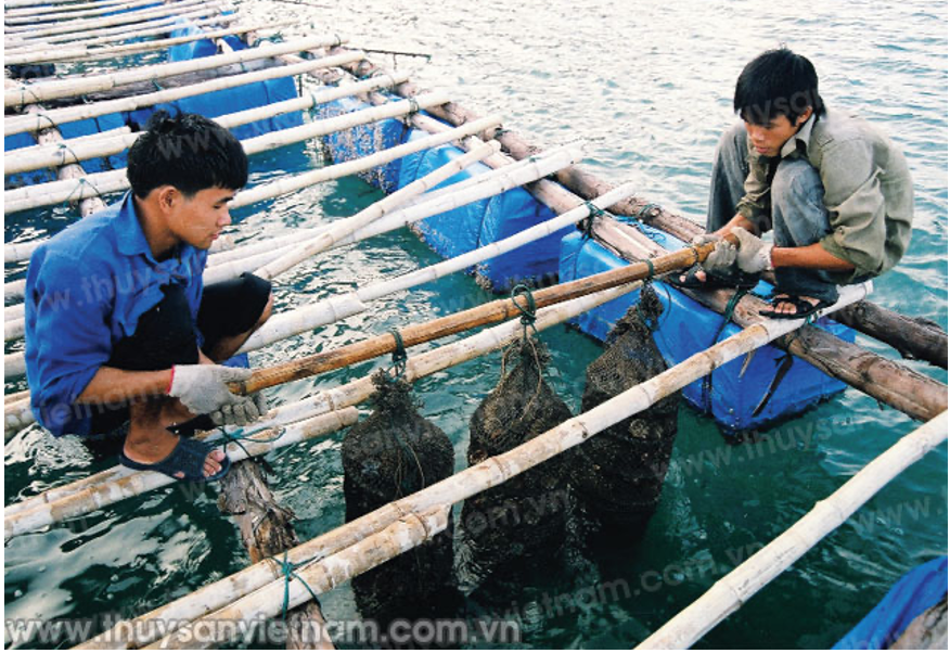 môi[-]trường[-]nuôi[-]trồng[-]thủy[-]sản[-]biển